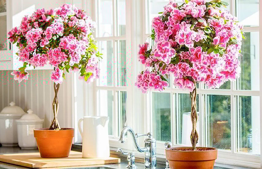 Îngrijire Plante Interioare România 2025: Sistem Complet pentru Clima Locală